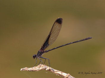 Hetaerina titia, male